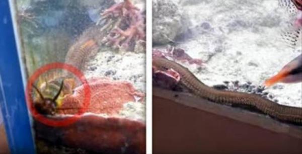 فيديو| كان ينظف حوض السمك.. ليجد شيئًا يعيش بالداخل!!