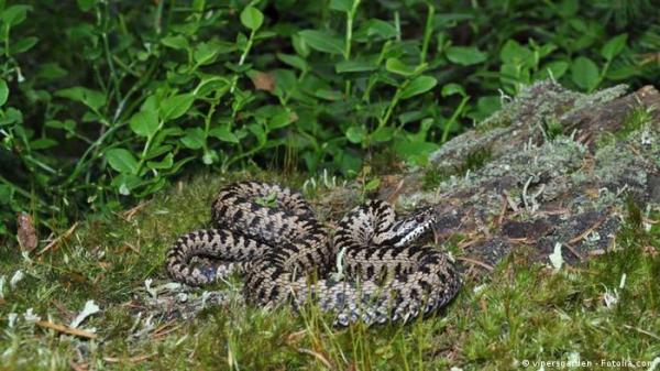 أخطر الحيوانات السامة في ألمانيا