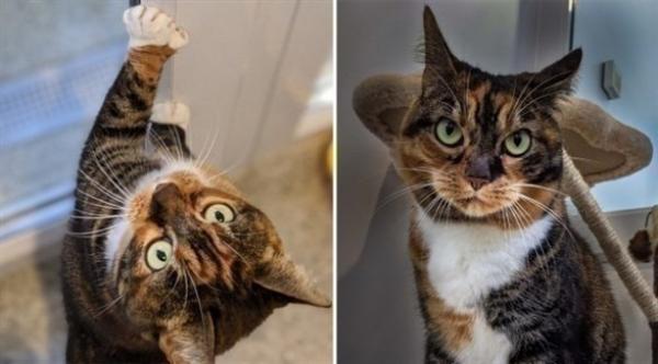 قطط غريبة في عروضات التبنّي .. قطة بأصابع زائدة في مخالبها، وقطة دائمة العبوس