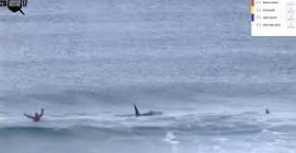 بالفيديو والصور.. حوتان قاتلان يقتحمان مسابقة ركوب أمواج