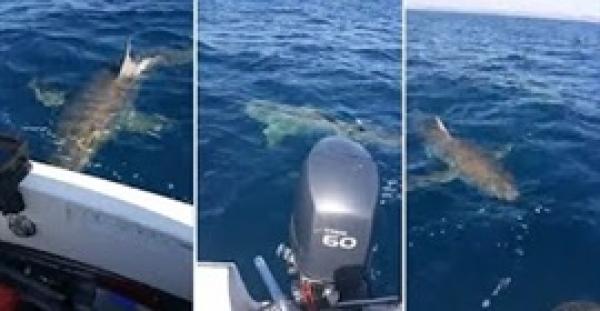 بالفيديو .. «قرش» يهاجم قارب صيد جنوب أستراليا
