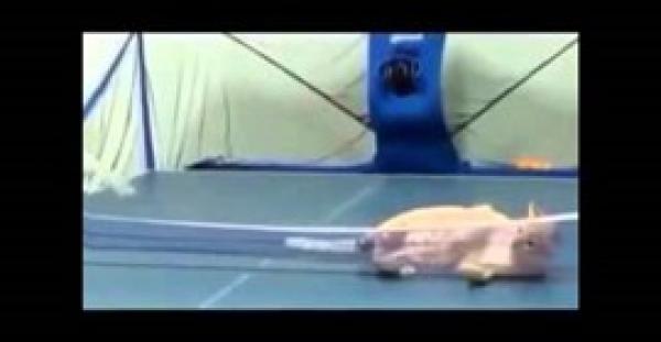 بالفيديو.. مهارة «قطة» في لعب تنس الطاولة