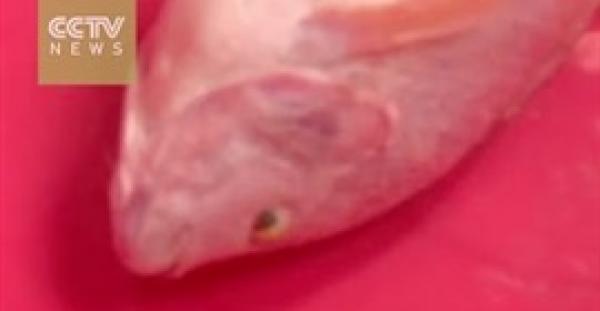 بالفيديو.. مسحوق أبيض يعيد الحياة إلى الأسماك الميتة