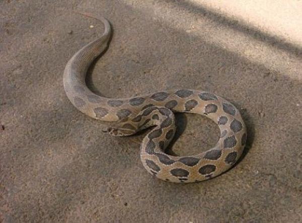 مراكش: طفل يتعرض للدغة أفعى داخل ....مستوصف