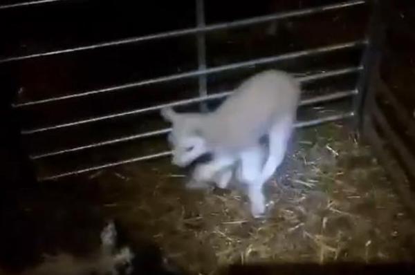 بالفيديو: ولادة عجل بخمسة أرجل في بريطانيا