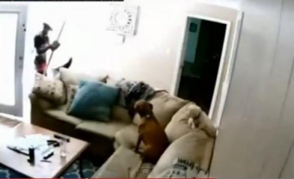 بالفيديو: لصوص يسرقون المنزل وكلاب الحراسة يتفرجون