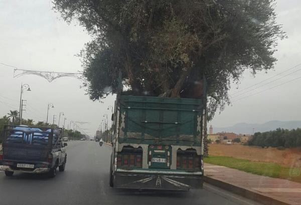 تفهم تحماق... شاحنة تنقل شجرة زيتون ضخمة تسبب في كارثة (صور)