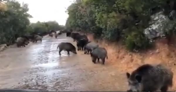 الخنزير البري يتجول بحرية في طنجة في زمن الحجر الصحي