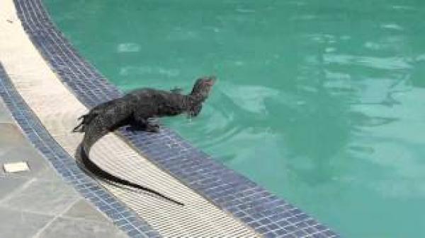 لحظة سقوط  سحلية ضخمة داخل مسبح في فندق وهروب النزلاء(فيديو)