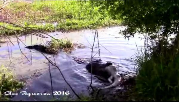 بالفيديو: تمساح ضخم يلتهم تمساحاً صغيراً في فلوريدا