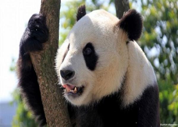 دراسة: دب الباندا العملاق يعشق الحلوى