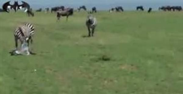 بالفيديو..«أسد» يفترس «حمارا وحشيا» بعد ولادة مباشرة