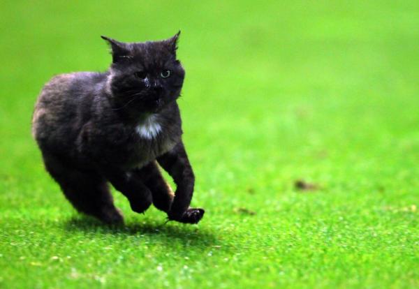 قطط مستوردة من المغرب بطرق غير قانونية تسبب مرضا خطيرا ببروكسيل