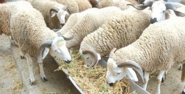 مع اقتراب عيد الأضحى..."أونصا" يتحرك بسرعة من أجل حماية المواشي من وباء الحمى القلاعية وهذا ما قام به