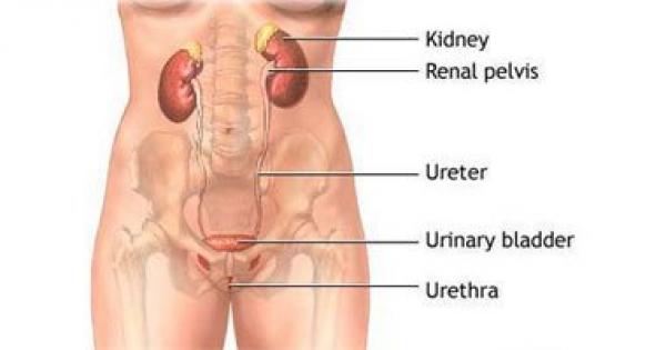 ما الأسباب التى تؤدى لقصور الشرايين المغذية للقضيب؟