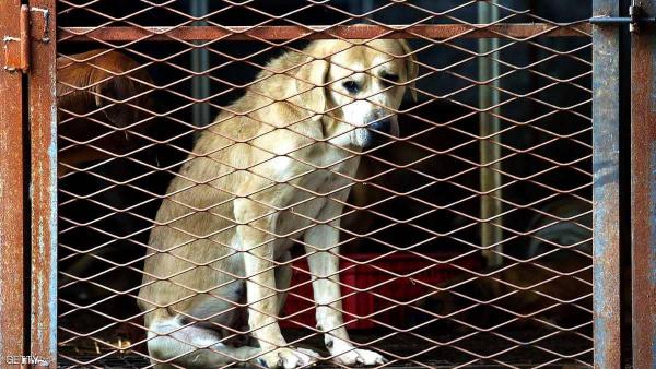 هل ستضع كوريا الجنوبية حدا لقضية "ذبح الكلاب" ؟