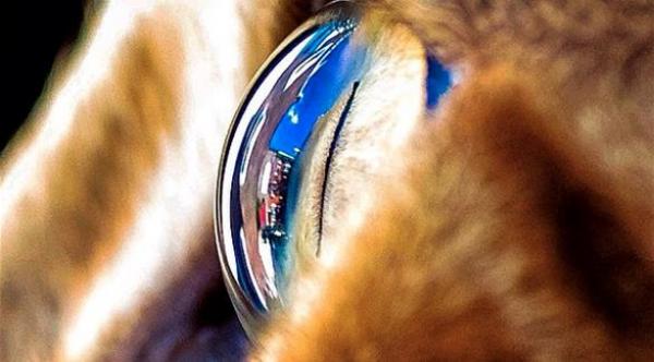 بالصور: عيون القطط كما لم ترها من قبل