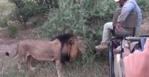 بالفيديو.. حارس يبدي شجاعة كبيرة أمام أسد