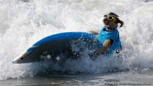 كلاب رياضية موهوبة تركب الأمواج وتحصل على جوائز