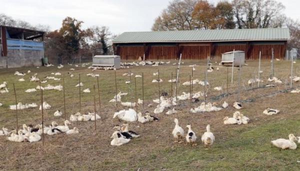 عصابة مجهولة تتمكن من السطو على 10 آلاف طائر بإقليم شيشاوة