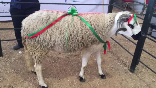 المصدر: مواقع التواصل