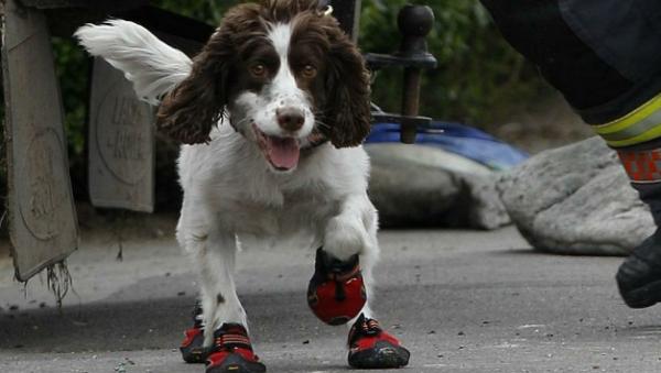 قمة الانسانية... شرطة سويسرا تشن حملة لإلباس الكلاب أحذية خلال موجة الحر الشديد