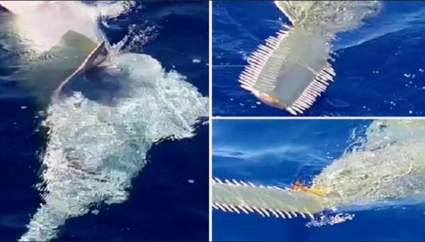 بالفيديو .. سمكة أبو منشار العملاقة