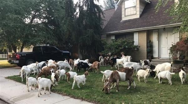 قطيع ماعز يقتحم مدينة أمريكية ملتهماً الأخضر واليابس