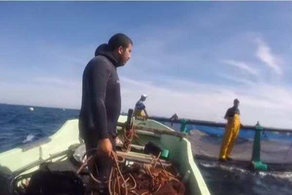 ما دور تربية الأحياء البحرية ضمن مخطط "المغرب الأزرق"؟