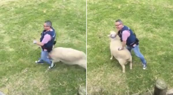 بالفيديو: خروف هاجم شرطياً مطلوب للعدالة في نيوزلندا