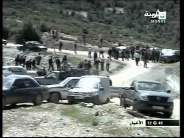 مافيا أشجار الأرز 