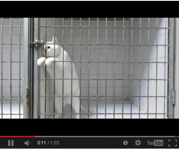 بسبب هذا الفيديو .. القط «مارشملو» يحصل على لقب «ملك الهروب»