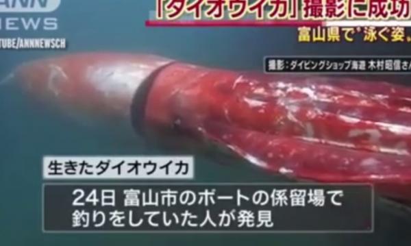 بالفيديو: "حبّار" عملاق يسبح قرب الشواطىء اليابانية