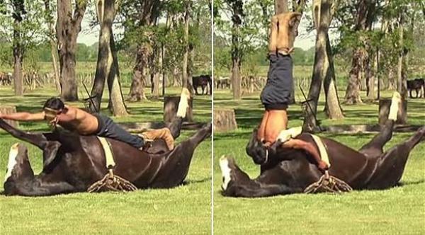 بالفيديو: مدرسة هندية تروّض الخيول بـ "اليوغا"