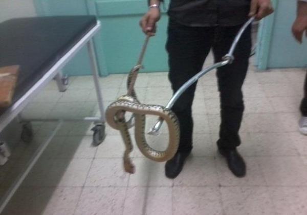 أفعى تقتحم مستشفى  وتثير الذعر بين المرضى(فيديو)