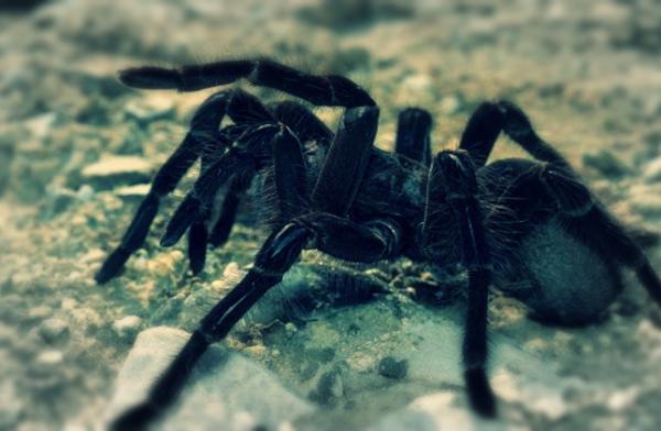 فرنسا : مسافر يحاول تهريب ما يناهز 100 عنكبوت في حقائب