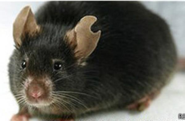 سبق علمي ياباني: إستنساخ فأرة من قطرة دماء