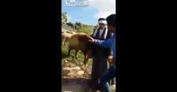 بالفيديو.. كبش ينطح راعيا ويسقطه مصابًا خلال مقابلة على الهواء