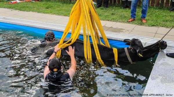 ماذا تفعل بقرة في حمام سباحة؟