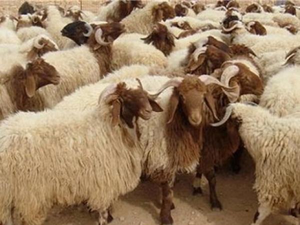 "أونسا" توضح بشأن ادعاء فساد أضاحي العيد بهذه المدينة