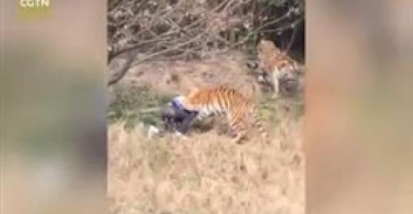 بالفيديو.. لحظة افتراس نمر لرجل في حديقة حيوان