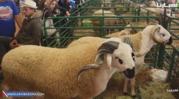 شاهد أكبر خروف بمعرض الفلاحة بمكناس