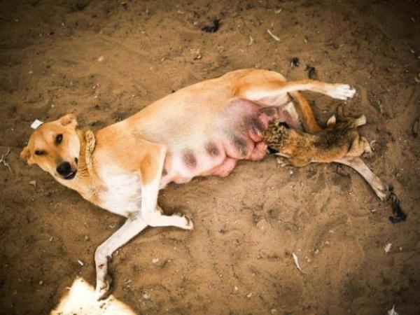 قصة مأساوية لابنة رجل أمن خاص تلقى حتفها على يد كلبته بأكادير