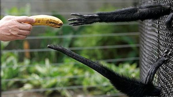 حديقة حيوانات تمنع الموز عن قرودها لأنها "دسمة"