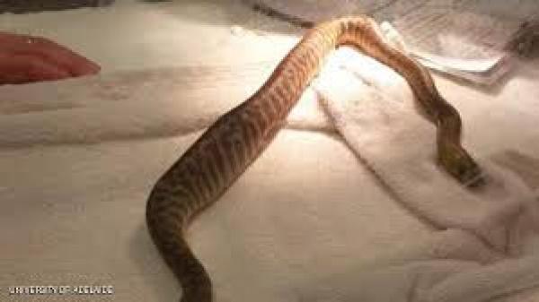 جراحة لإخراج ملقط من ثعبان