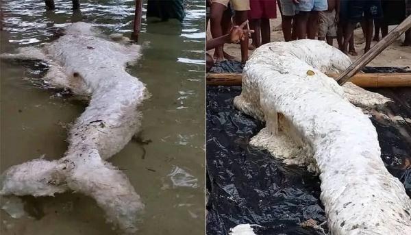 العثور على حيوان غريب يشبه "حورية البحر" في أحد شواطئ غينيا الجديدة