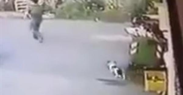 بالفيديو.. رد فعل قطة حاول صاحبها التخلص منها