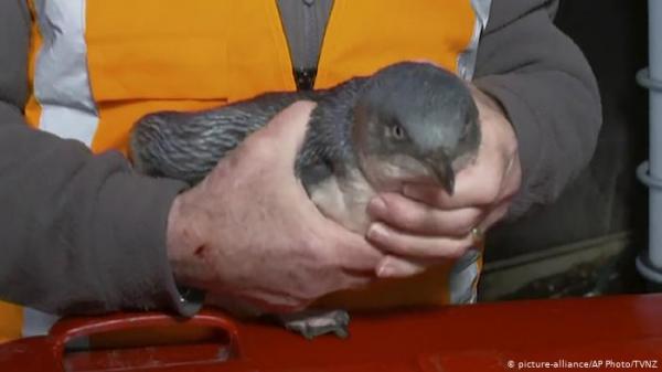 نيوزيلندا: طيور بطريق تتسلل إلى مطعم والشرطة تتدخل!