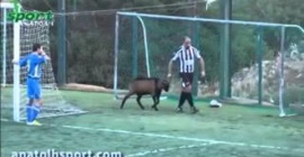 بالفيديو.. «معزة» تقتحم مباراة كرة قدم