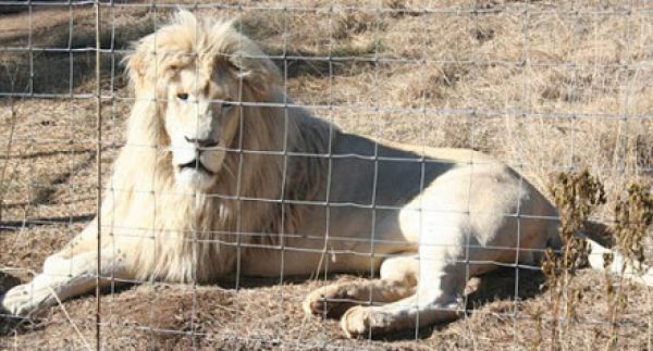 "السجن مدى الحياة" لأسود التهمت بشرا